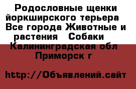 Родословные щенки йоркширского терьера - Все города Животные и растения » Собаки   . Калининградская обл.,Приморск г.